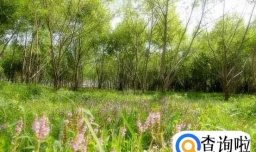 怎样下套捉野鸡