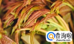 香椿怎么做好吃之——香椿炒鸡蛋