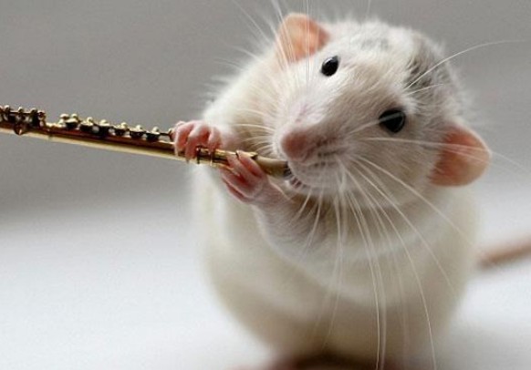 老鼠用什么辨味