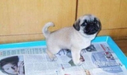 如何让狗狗学会去厕所大小便