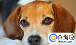 狗得犬瘟了怎么办 狗狗犬瘟热怎么治疗