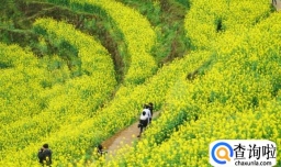 婺源油菜花2月底开了吗2023（开）