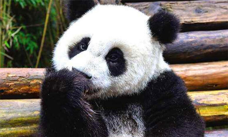 大熊猫珍贵到什么程度