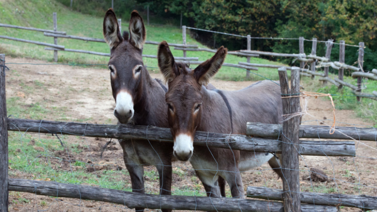 为什么驴那么犟