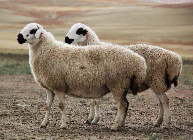 慈乌反哺打一动物