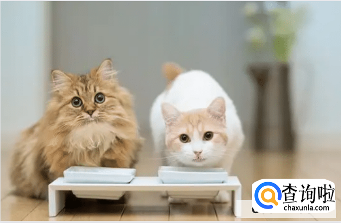 猫咪真的干净吗？