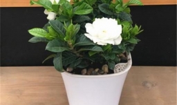 栀子花怎么养才能开花多