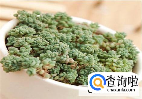 星美人的养殖的注意事项