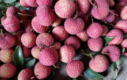 如何选取细核荔枝