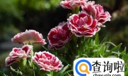 康乃馨的养殖方法和注意事项