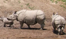 世界上最珍贵的动物