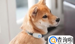 怎样给宠物洗澡？