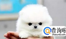 最可爱的动物都有哪些，你们造吗？