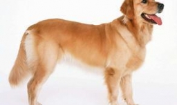 为什么俗话说，好男不养猫，好女不养狗？有何隐含深意？