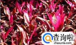 红叶朱蕉怎么养