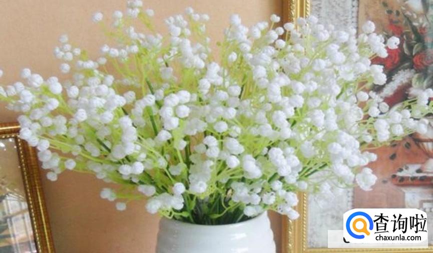 满天星种植的方法和步骤