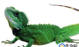 关于饲养宠物蜥蜴的八个注意事项。