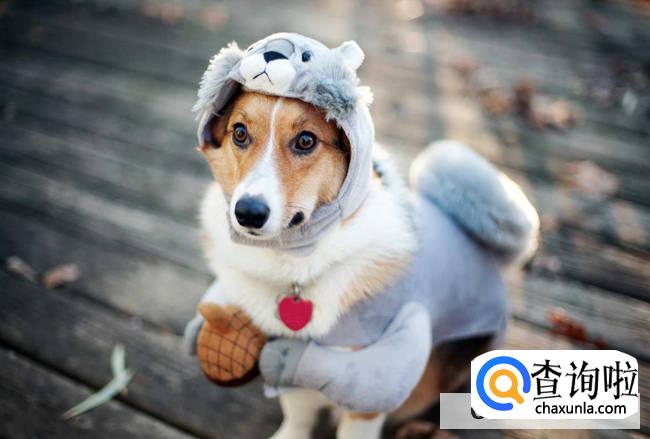 狗狗训练最佳的时期是什么时候？