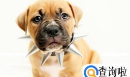 狗没精神不吃东西呕吐怎么救