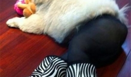 怎么给狗狗穿衣服