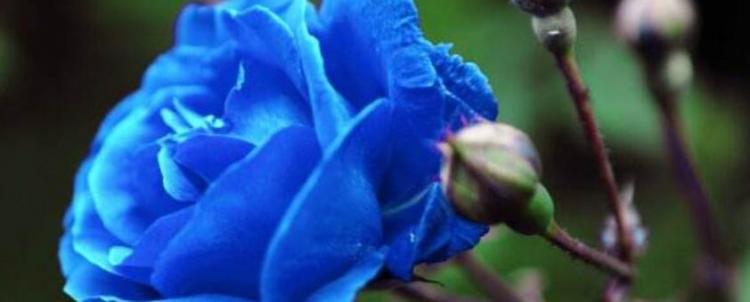 蓝色妖姬花语是什么意思