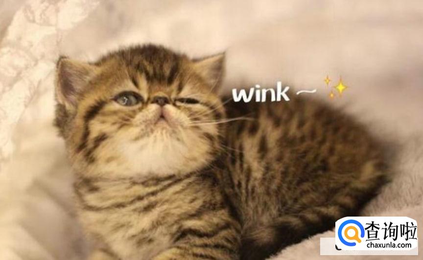 如何判断猫咪喜欢你?