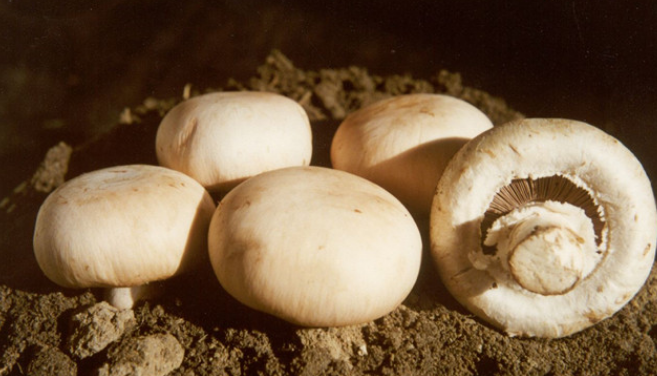 美白食物排行榜10强