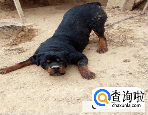 怎么看罗威纳幼犬品相