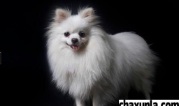 什么小狗最可爱