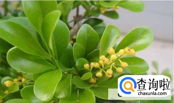 怎么养米兰花才长得好