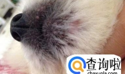狗狗真菌性螨虫皮肤病有效治疗方法