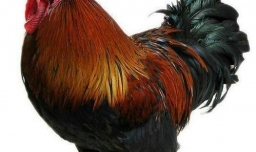 解密一只鸡8元买9元卖11元买12卖赚多少钱