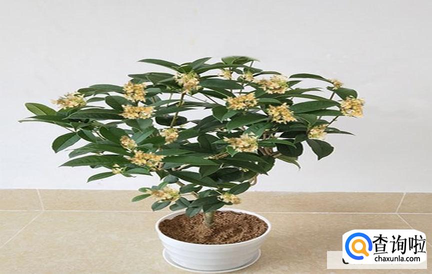 四季桂花要怎么修剪才好