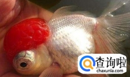 金鱼水霉病怎么治最快