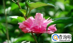 木菊花怎么养才是正确的养殖方法