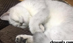 怎么看猫咪是不是喜欢你