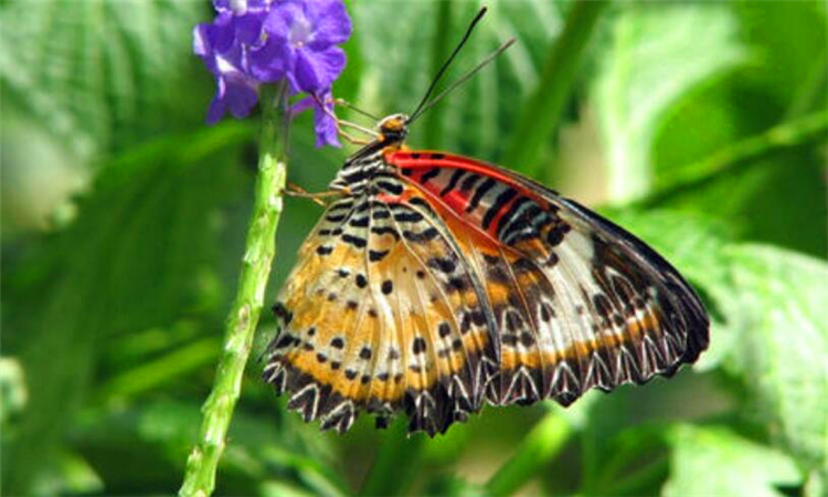 什么是蝴蝶效应