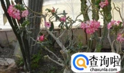 沙漠玫瑰的养殖方法和注意事项