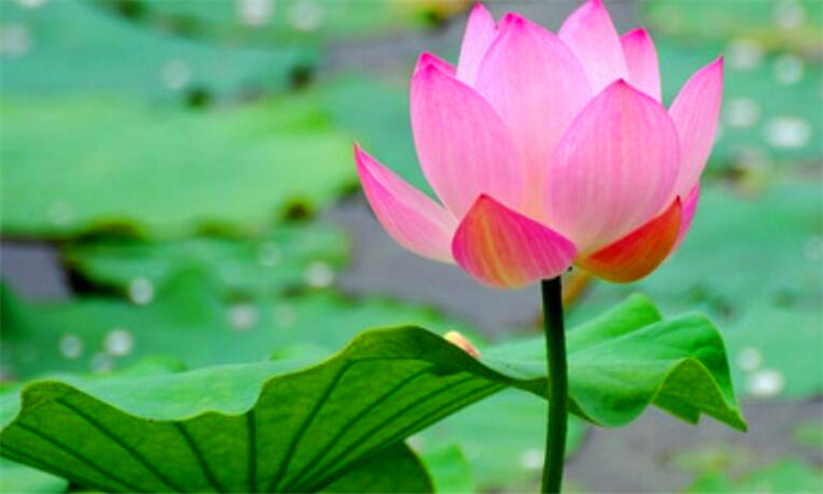 荷花有哪些象征意义