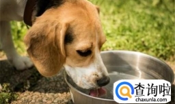 两个月的狗狗大便干燥，幼犬大便干燥怎么办