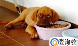 狗狗鼻子不黑怎么办？三个月小狗花鼻子怎么办？