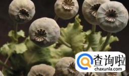 贩卖罂粟犯法吗