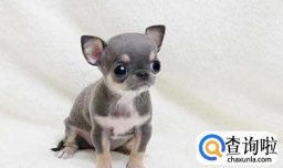 不同场所吉娃娃大小便训练方法,训练吉娃娃大小便的技巧