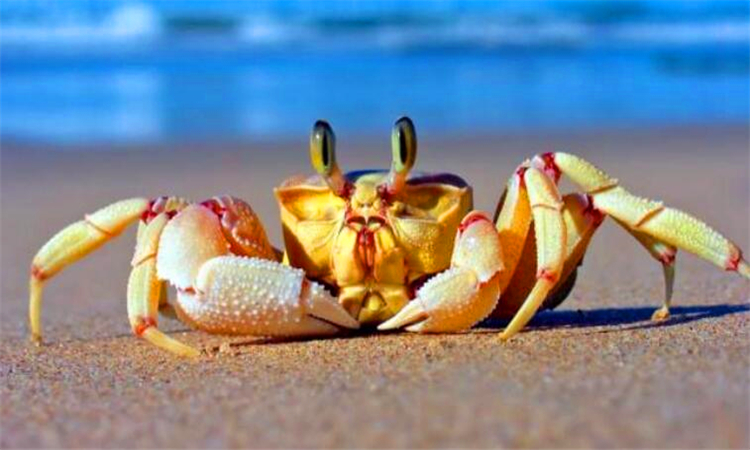 为什么螃蟹会吐泡泡