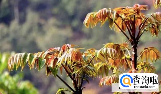 香椿的食用注意事项有哪些