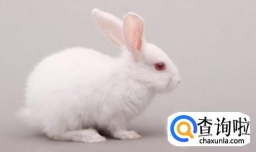兔子怎么养（怎么养兔子）