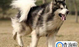 阿拉斯加幼犬、老犬吃含钙高的狗粮好