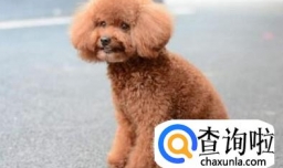 泰迪断尾的原因