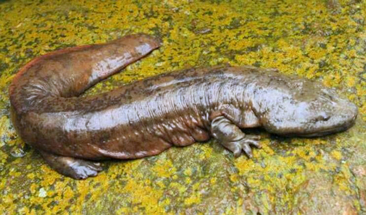 娃娃鱼的生活习性