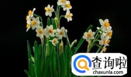 误食水仙有哪些症状